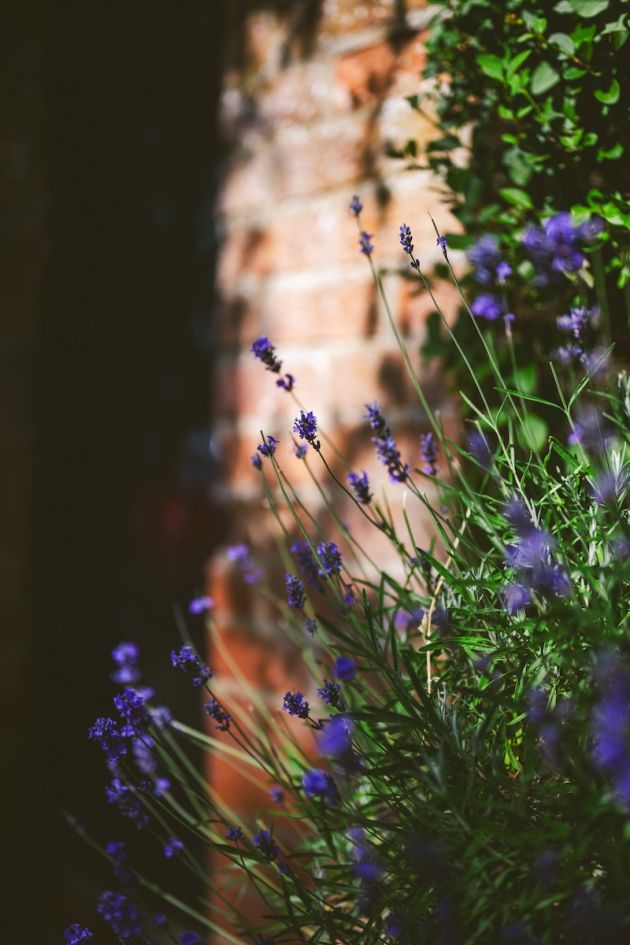 Garden Photography